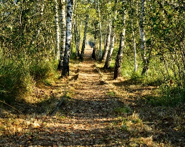 Tree nature forest path Photo