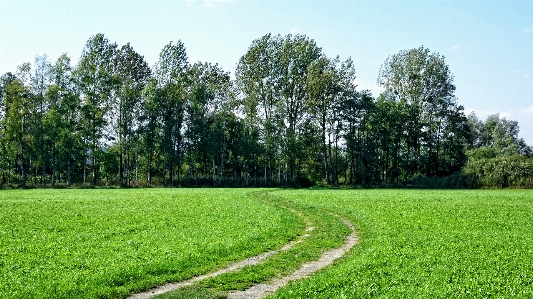 Landscape tree nature forest Photo