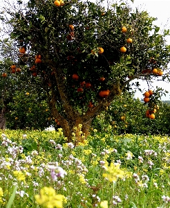 Tree nature blossom plant Photo