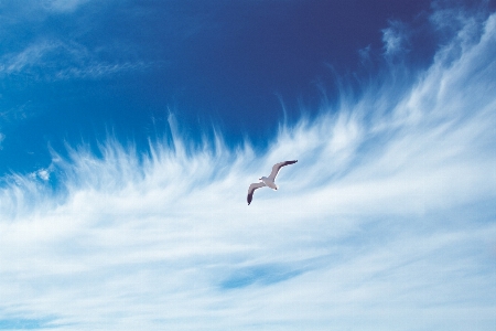 Sea bird wing cloud Photo