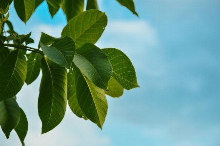 Tree nature forest branch Photo