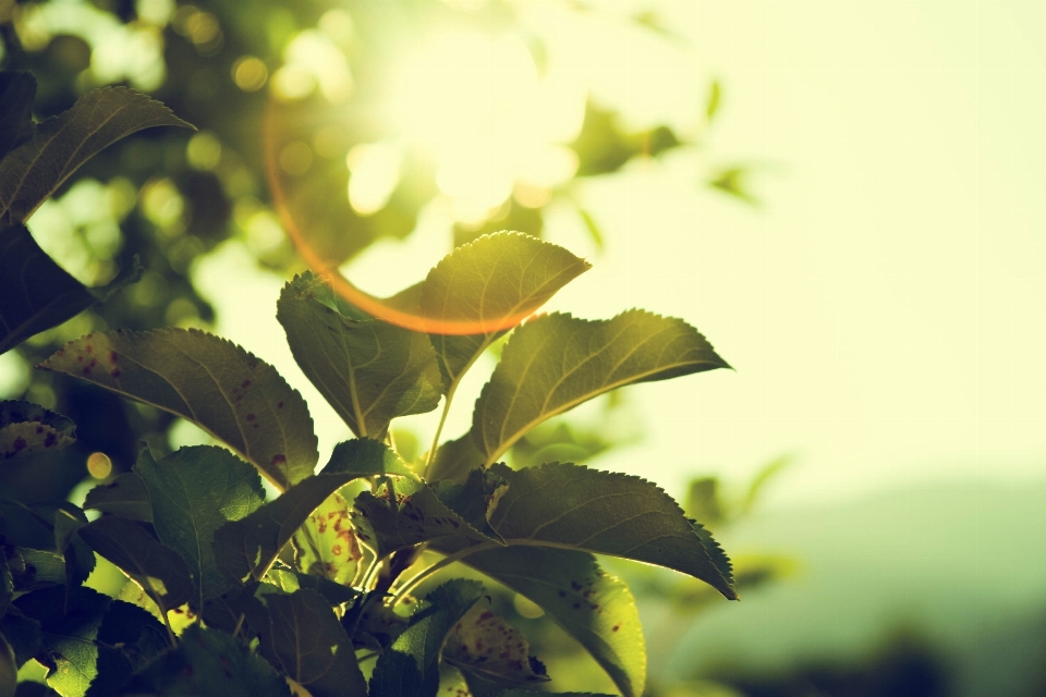 Tree nature outdoor branch