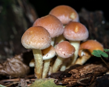 Tree forest log autumn Photo