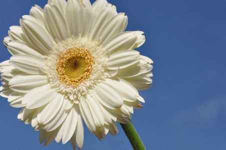 自然 植物 白 花 写真