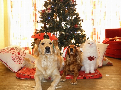 Foto Anjing kucing hari libur natal