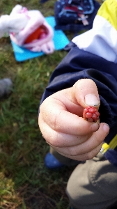 手 森 遊ぶ フルーツ 写真