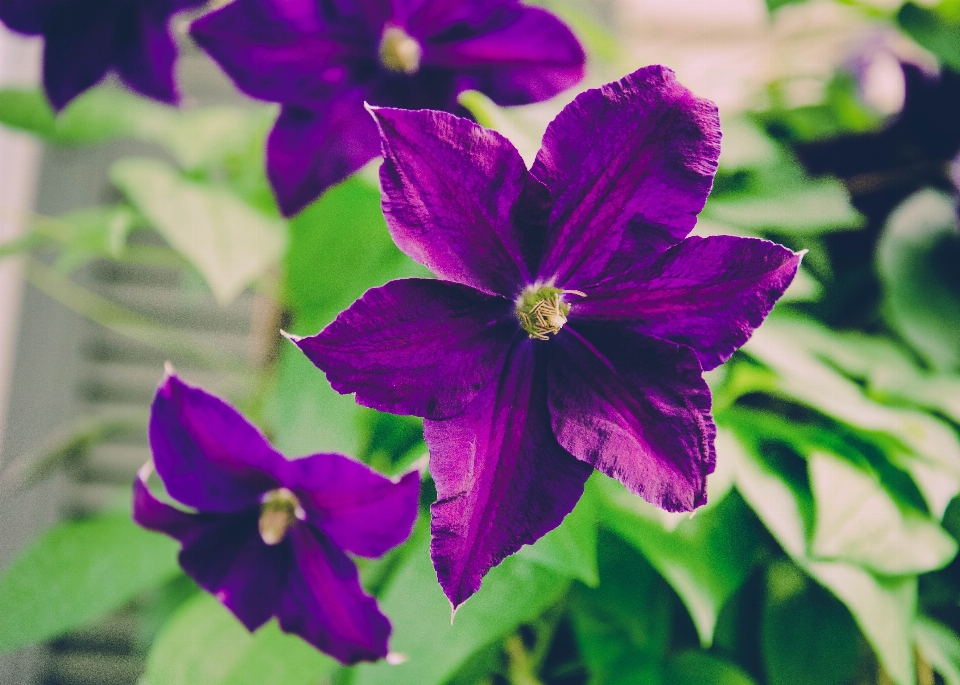 Blossom plant flower purple