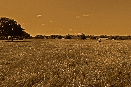 Landscape nature grass horizon Photo