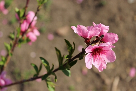 Nature branch blossom plant Photo