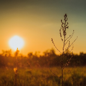 Landscape tree nature grass Photo