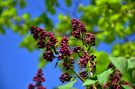 Tree nature branch blossom Photo