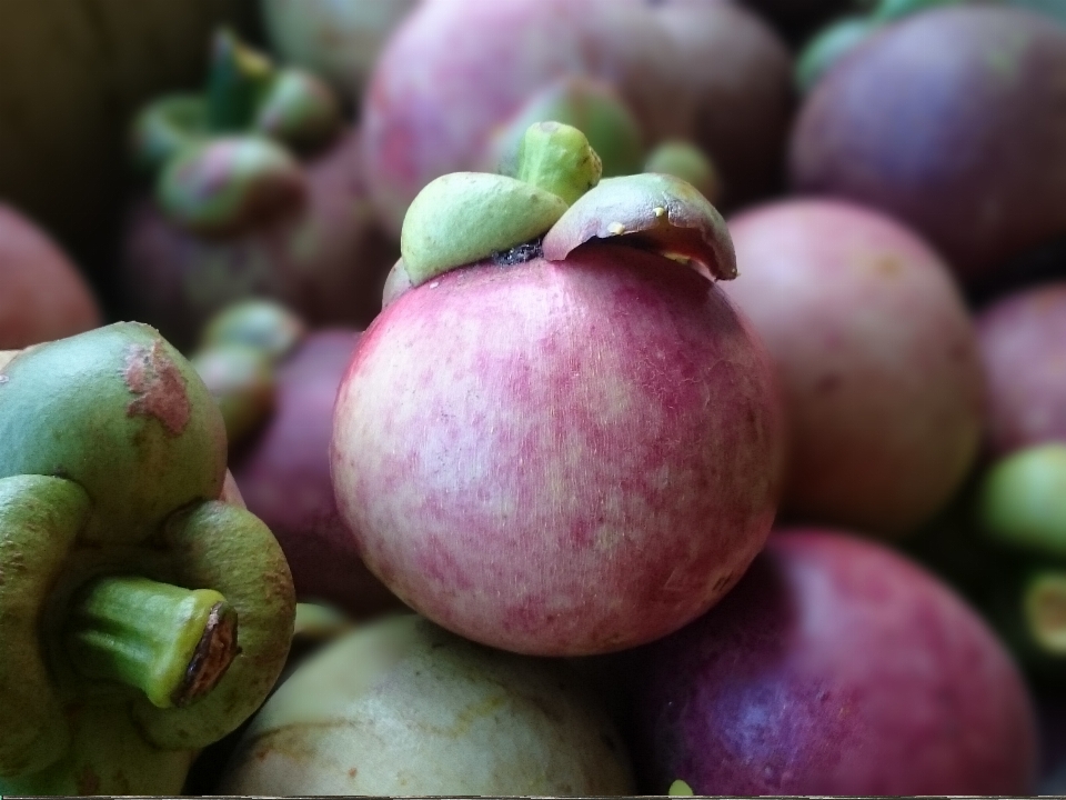 Apple 植物 フルーツ 紫