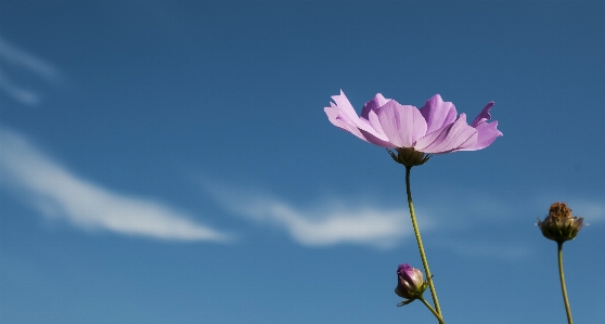 花 植物 空 宇宙
 写真