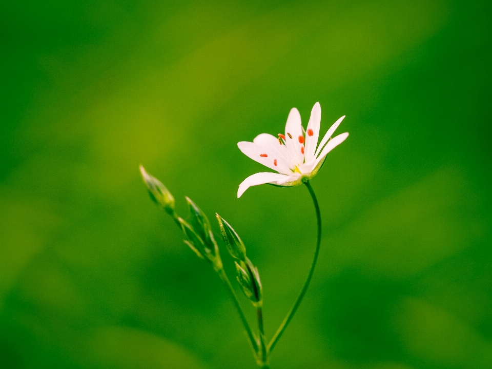 自然 草 ブランチ 花