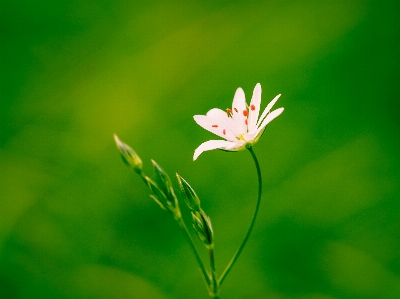 Nature grass branch blossom Photo