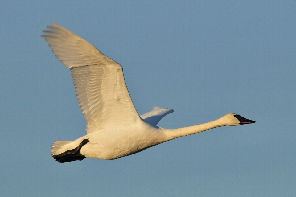 Natura uccello ala bianco