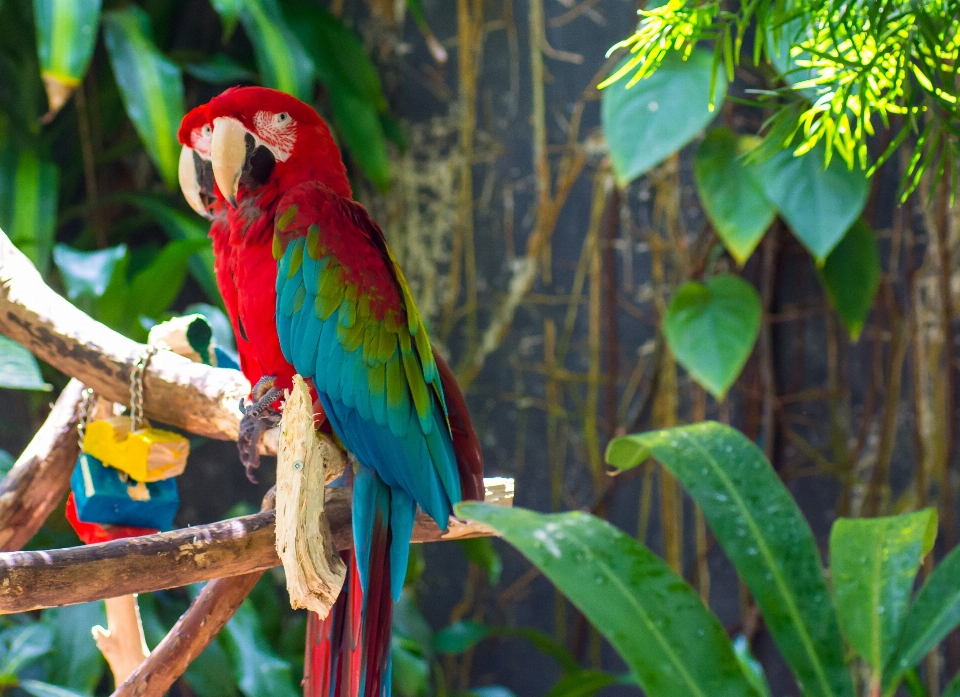 Nature path branch bird