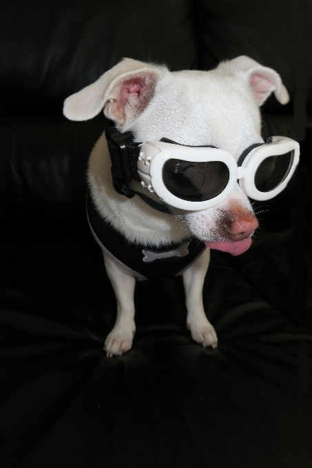 Blanco cachorro perro lindo