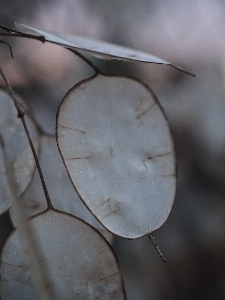 ブランチ 羽 ライト 植物 写真