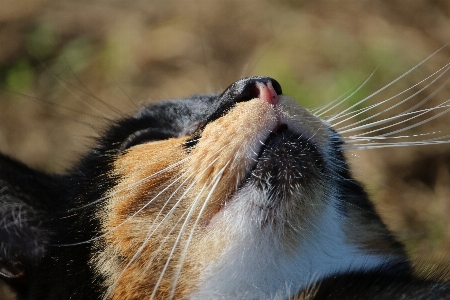 Foto Fauna silvestre gato mamífero