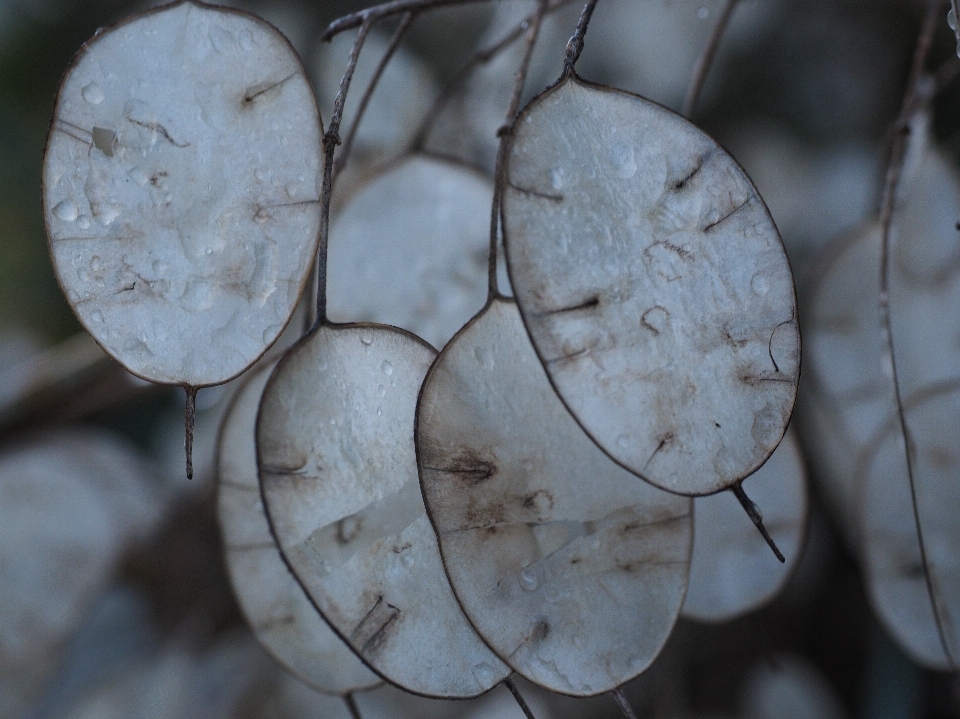 Zweig anlage holz weiss