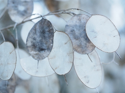 ブランチ 雪 冬 植物 写真