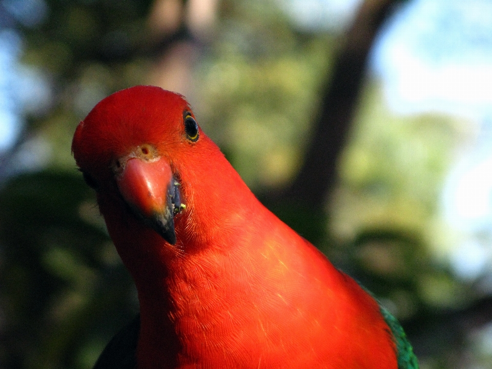 Natura uccello fiore zoo