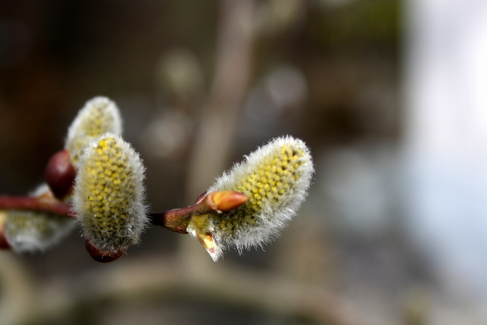 Tree nature branch blossom