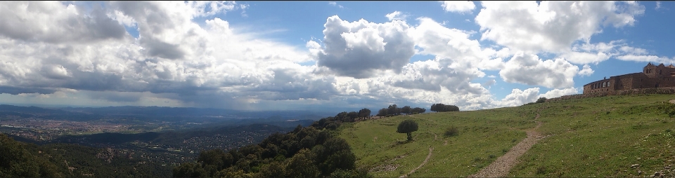 Paesaggio albero natura foresta