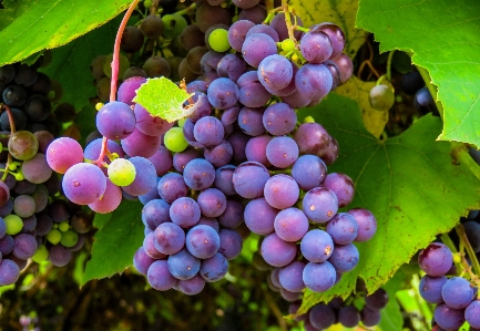 Plant grape vine fruit Photo