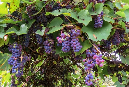 Plant grape vine fruit Photo