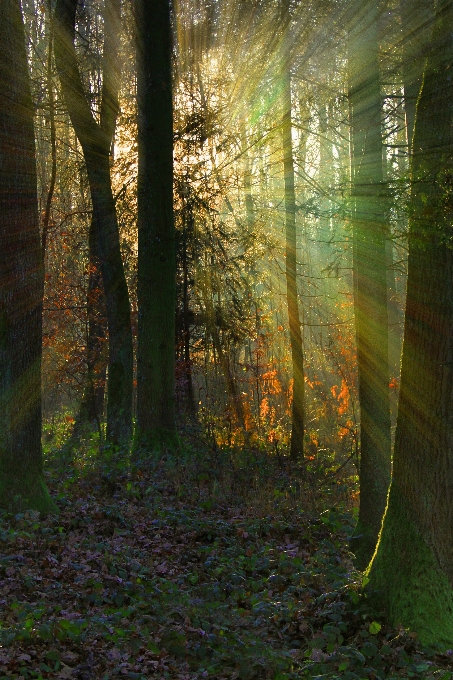 Landscape tree nature forest