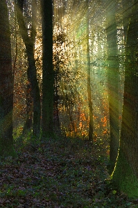 Landscape tree nature forest Photo