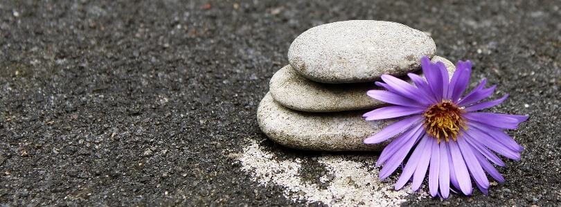 Nature grass rock blossom Photo