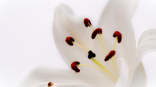 Hand nature plant white Photo