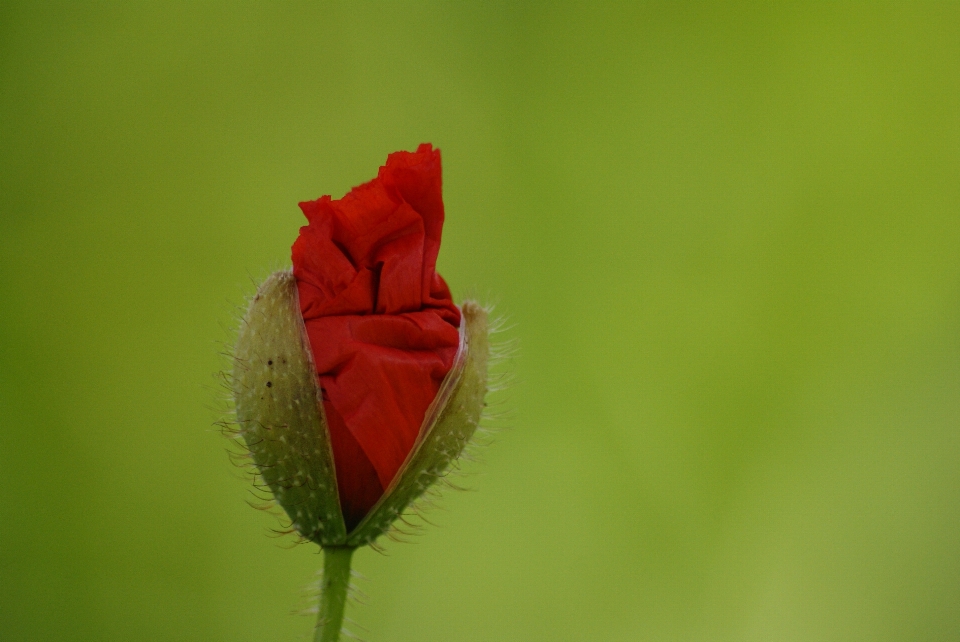 Naturaleza planta campo fotografía