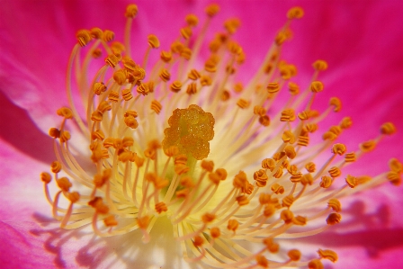 Foto Fiore pianta fotografia petalo