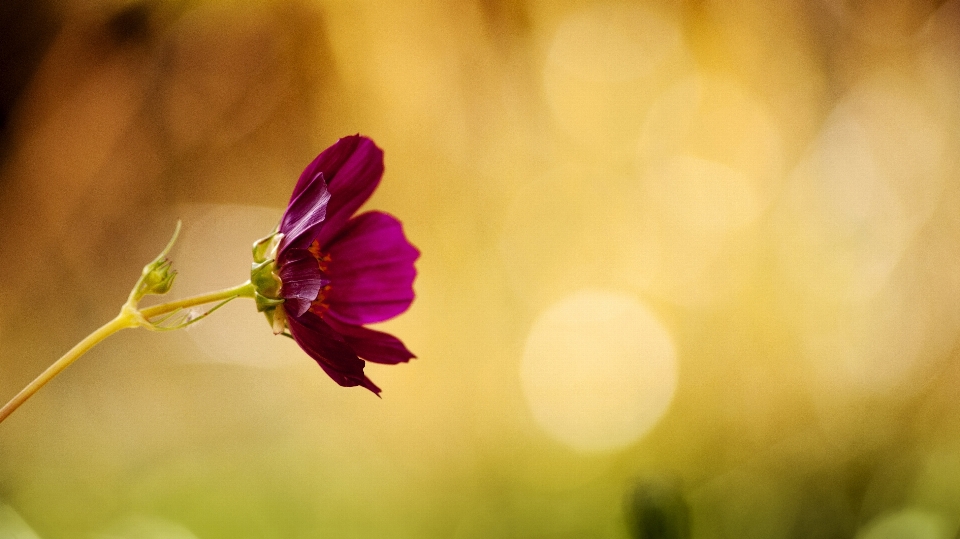 Alam mekar bokeh
 tanaman