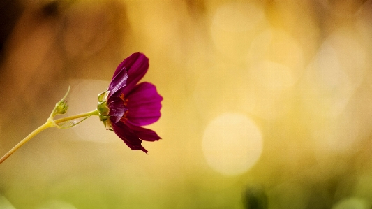 Nature blossom bokeh plant Photo