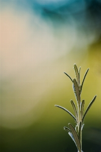 Nature grass branch bokeh Photo