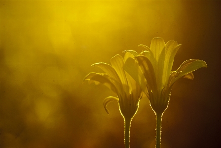 Nature grass branch dew Photo