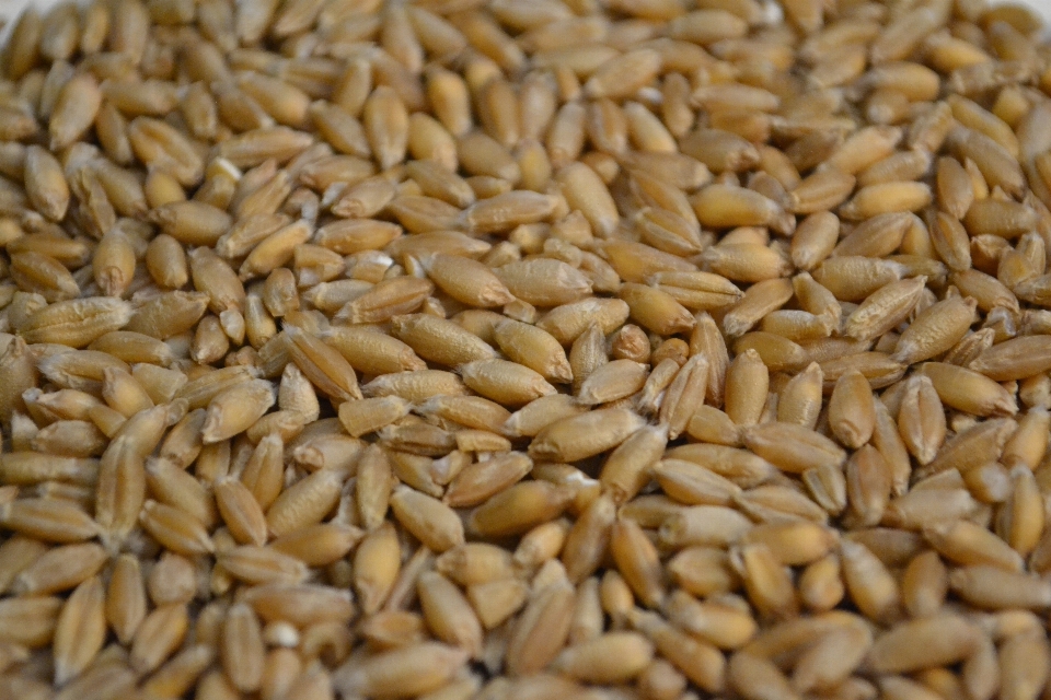 Plant barley wheat food