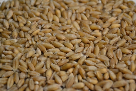 Plant barley wheat food Photo