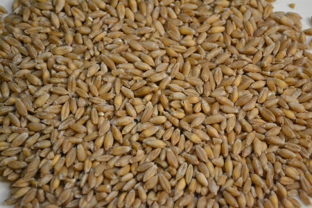 Plant barley wheat dish Photo