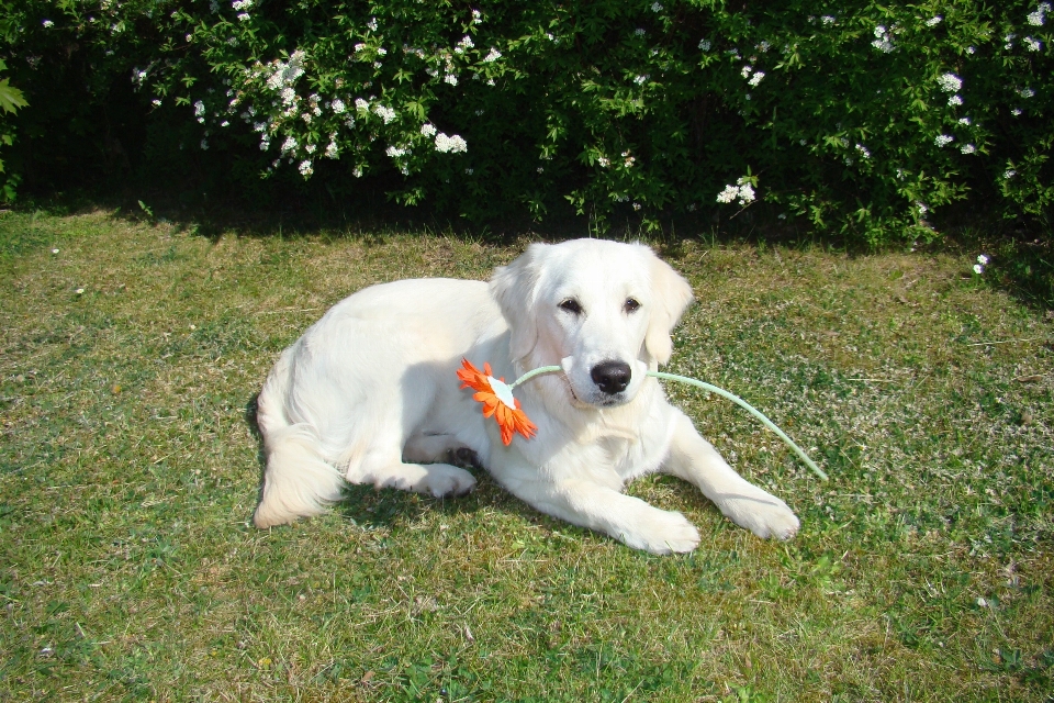 Fleur chien mignon printemps