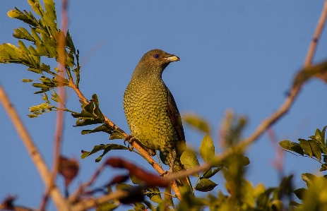 Nature branch bird leaf Photo