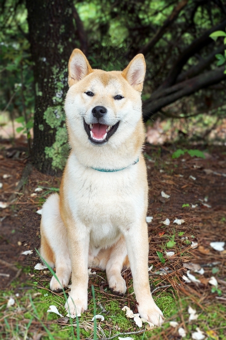 Luar ruangan putih anjing satwa