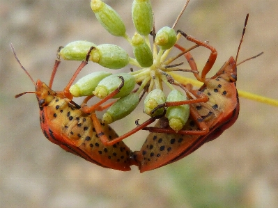 植物 写真撮影 葉 花 写真