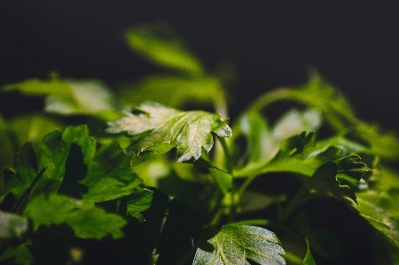 自然 草 ブランチ 植物 写真