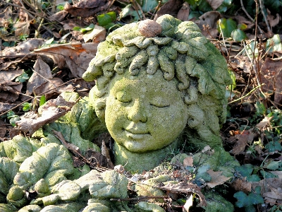 植物 葉 花 食べ物 写真